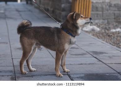 Shikoku Shiba Inu Very Beautyful