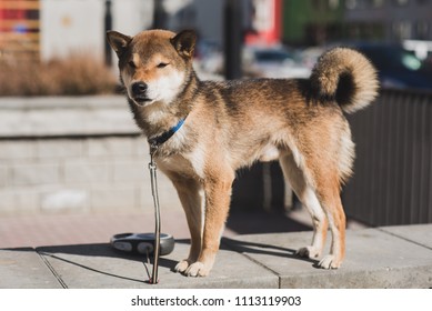 四国犬 High Res Stock Images Shutterstock