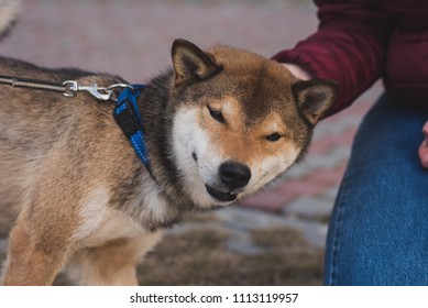 Shikoku Shiba Inu Very Beautyful