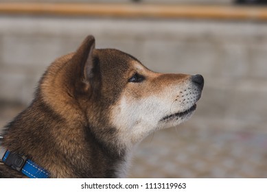 Shikoku Shiba Inu Very Beautyful