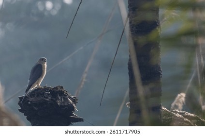 Shikra (Accipiter badius) bird  perching on tree branch.
