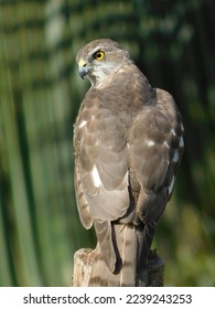 Shikra (Accipiter badius) also called the little banded goshawk is sitting on a tree.