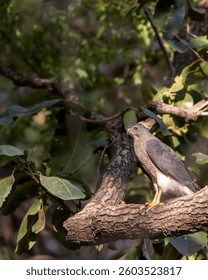 Shikra or Accipiter badius or little banded goshawk bird portrait perched in winter sunlight on face in outdoor wildlife safari at keoladeo national park bharatpur bird sancturay rajasthan india