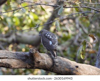 Shikra (Accipiter badius) – Sharp-eyed Bird of Prey Perched on a Branch