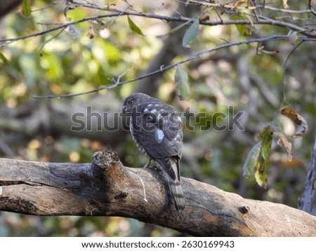 Shikra (Accipiter badius) – Sharp-eyed Bird of Prey Perched on a Branch