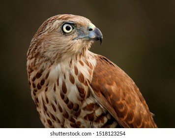 Shikra Accipiter badius is a small bird of prey in the family Accipitridae. It is found widely distributed in Asia and Africa. It is also called the little banded goshawk. 