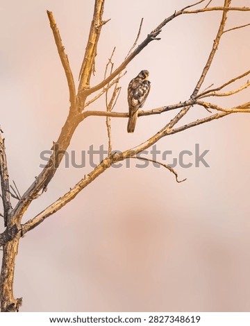 A Shikra basking on a tree