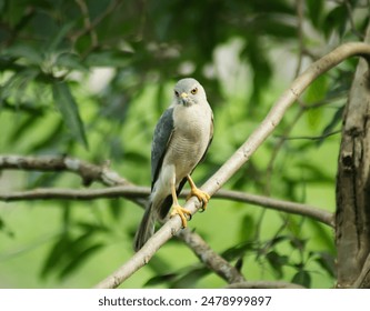 Shikra bird sitting on a tree branch