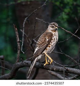 Shikra: The Master of the Skies