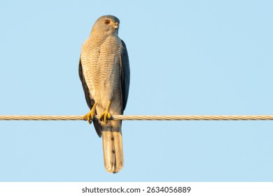 Shikra Perched with a Keen Gaze, Ready to Hunt
