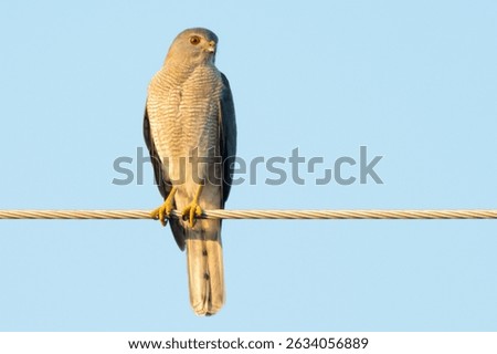 Shikra Perched with a Keen Gaze, Ready to Hunt