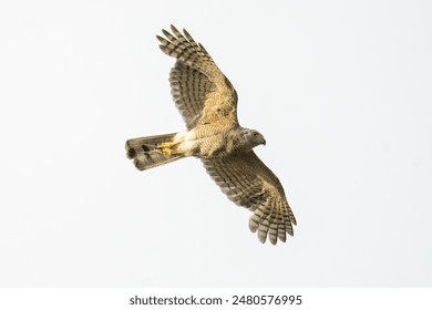 The Shikra is a resident hawk in Thailand that can be found throughout the year. It is the most commonly encountered sparrowhawk in the country.