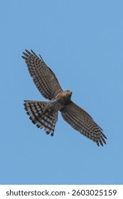 Shikra showing its graceful wings