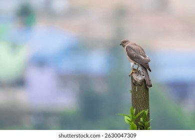 Shikra, a small bird of prey, Kathmandu Valley, Nepal