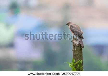 Shikra, a small bird of prey, Kathmandu Valley, Nepal