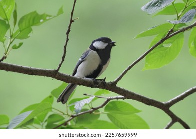 Shikuukara, Geat tit (Parus minor), birds classified in the order Sparrowhawks, the family Titmice (Titmidae) - Shutterstock ID 2257659999