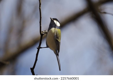 Shikuukara, Geat tit (Parus minor), birds classified in the order Sparrowhawks, the family Titmice (Titmidae) - Shutterstock ID 2257660001