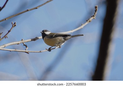 Shikuukara, Geat tit (Parus minor), birds classified in the order Sparrowhawks, the family Titmice (Titmidae) - Shutterstock ID 2257660003