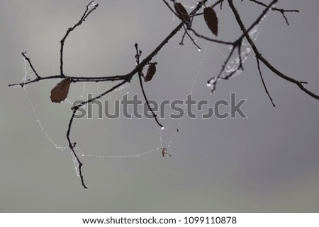 Similar – Image, Stock Photo Balls & Dots Winter