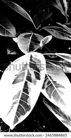 Shilouette pattern of rubber tree leaves background