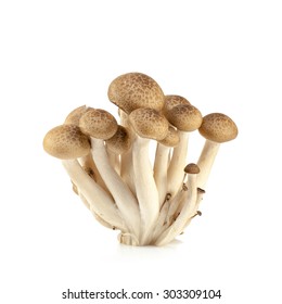 Shimeji Mushrooms, Brown Varieties Fungi Is Edible Mushroom Isolated On White Background