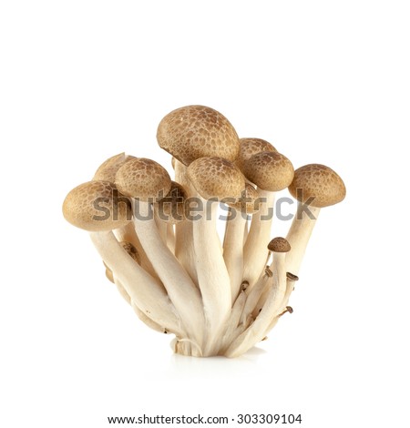 Shimeji Mushrooms, Brown Varieties Fungi is Edible mushroom isolated on white background