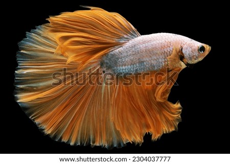 The shimmering orange hue of the betta's tail adds an element of flamboyance and self assuredness to its graceful swimming motion.