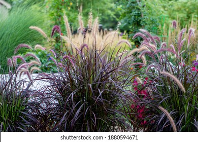 Shimmery Purple Ornamental fountain grass gracefully waving in the late afternoon
