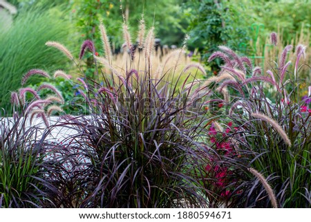 Shimmery Purple Ornamental fountain grass gracefully waving in the late afternoon 