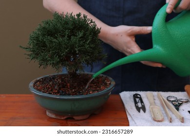 Shimpaku ( Juniperus) bonsai in a wooden surface beeing watered. Woman with a watering can on the hands. - Powered by Shutterstock