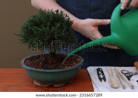 Shimpaku ( Juniperus) bonsai in a wooden surface beeing watered. Woman with a watering can on the hands.