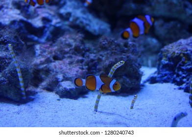 Shinagawa Aquarium Tokyo