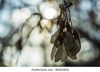 Shine spring