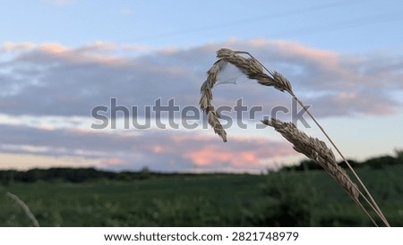 shine, sunset, cloud, summer, spring