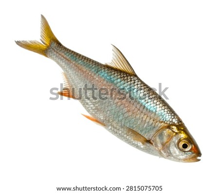 Shiner Fish Angled Perspective Reflective Scal Isolated On White Background