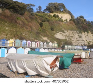 The Shingle Beech And Limestone Cliffs In The Coastal Village Of Beer In Devon, England, UK