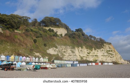 The Shingle Beech And Limestone Cliffs In The Coastal Village Of Beer In Devon, England, UK