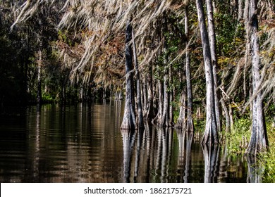 Shingle creek trees in central Florida