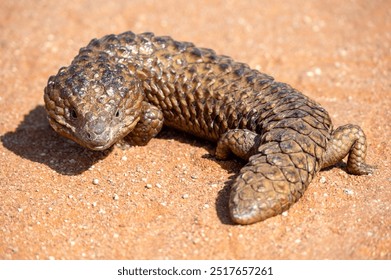 Shingleback Lizard in outback NSW