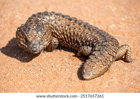 Shingleback Lizard in outback NSW