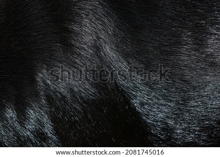 Shining black dog fur texture close-up abstract fur background