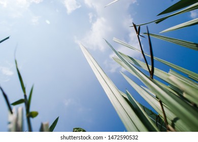 shining bright, low angle view of green grass and blue sky