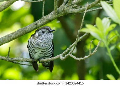 Shining Bronze Cuckoo In New Zealand