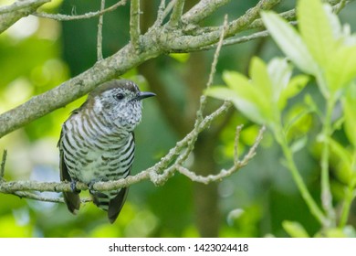 Shining Bronze Cuckoo In New Zealand