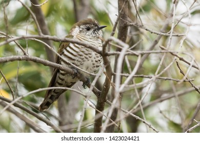 Shining Bronze Cuckoo In New Zealand