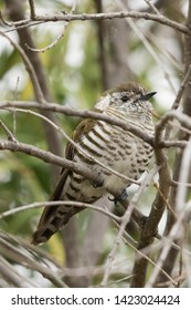 Shining Bronze Cuckoo In New Zealand