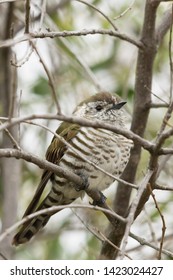 Shining Bronze Cuckoo In New Zealand