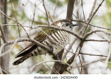 Shining Bronze Cuckoo In New Zealand