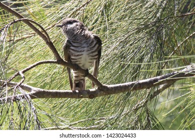 Shining Bronze Cuckoo In New Zealand