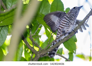 Shining Bronze Cuckoo In New Zealand